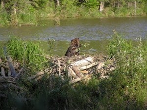 The beaver tastes the cold air / as he builds his dam (Photo Credit: Marcin Klapczynski)