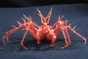 The frankly terrifying King Crab (Photo Credit: CSIRO)