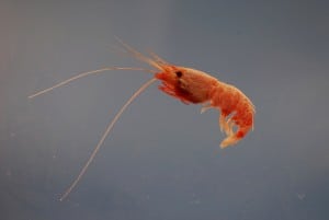 The deepsea shrimp in question: Oplophorus gracilirostris (Photo Credit: NOAA)