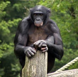 A bonobo, getting ready to lay down some mad beats (Photo Credit: Natataek at English Wikivoyage).