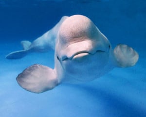 The beluga whale (Photo Credit: premier.gov.ru)