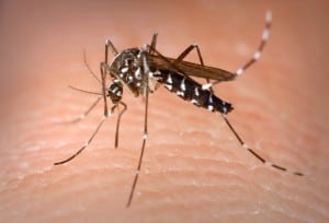 A female Asian tiger mosquito obtaining a blood meal from a human host (Photo Credit: James Gathany/Centers for Disease Control). 