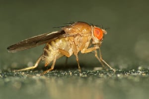 A fruit fly looking (or not) for love (Photo Credit: Martin Cooper). 
