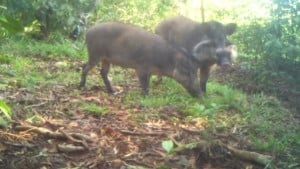 Image from a camera trap of a male and female Bawean warty pig (Photo Credit: Bawean Endemics Conservation Initiative, BEKI).