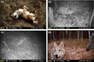 Photographs of animals visiting the remote cameras in the CEZ (Photo Credit: Sarah C Webster, Michael E Byrne, Stacey L Lance, Cara N Love, Thomas G Hinton, Dmitry Shamovich, James C Beasley. Where the wild things are: influence of radiation on the distribution of four mammalian species within the Chernobyl Exclusion Zone. Frontiers in Ecology and the Environment, 2016; DOI: 10.1002/fee.1227). 