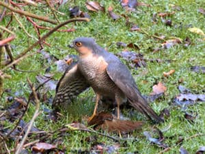 A male Sparrowhawk with his kill (Photo Credit: Darkeyedboy). 