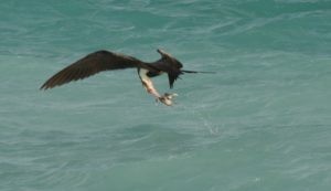 A frigatebird snatching some prey (dropped by another frigatebird) from the ocean surface (Photo Credit: Duncan Wright). 