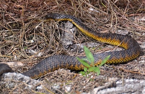 A tiger snake in the wetlands. 