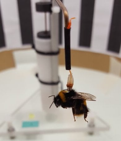 An image of a bumblebee attached to a flight mill.