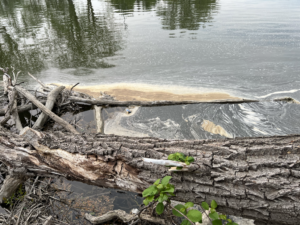 A polluted section of the Huron River coast in Michigan, where sparkling and discolored water revolves around the trunks and fallen debris. An elegant layer of pale contamination floats on the surface of the water, contrasting with the dark and reflective river. Green leaves sprout from the foreground, juxtapose natural growth with visible pollution. 