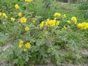 The Solanum rostratum, a species of nightshade under threat from pollen thieves (Photo Credit: Rob Hille)