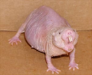 The naked mole rat, a quite remarkable creature (Photo Credit: Jedimentat44). 