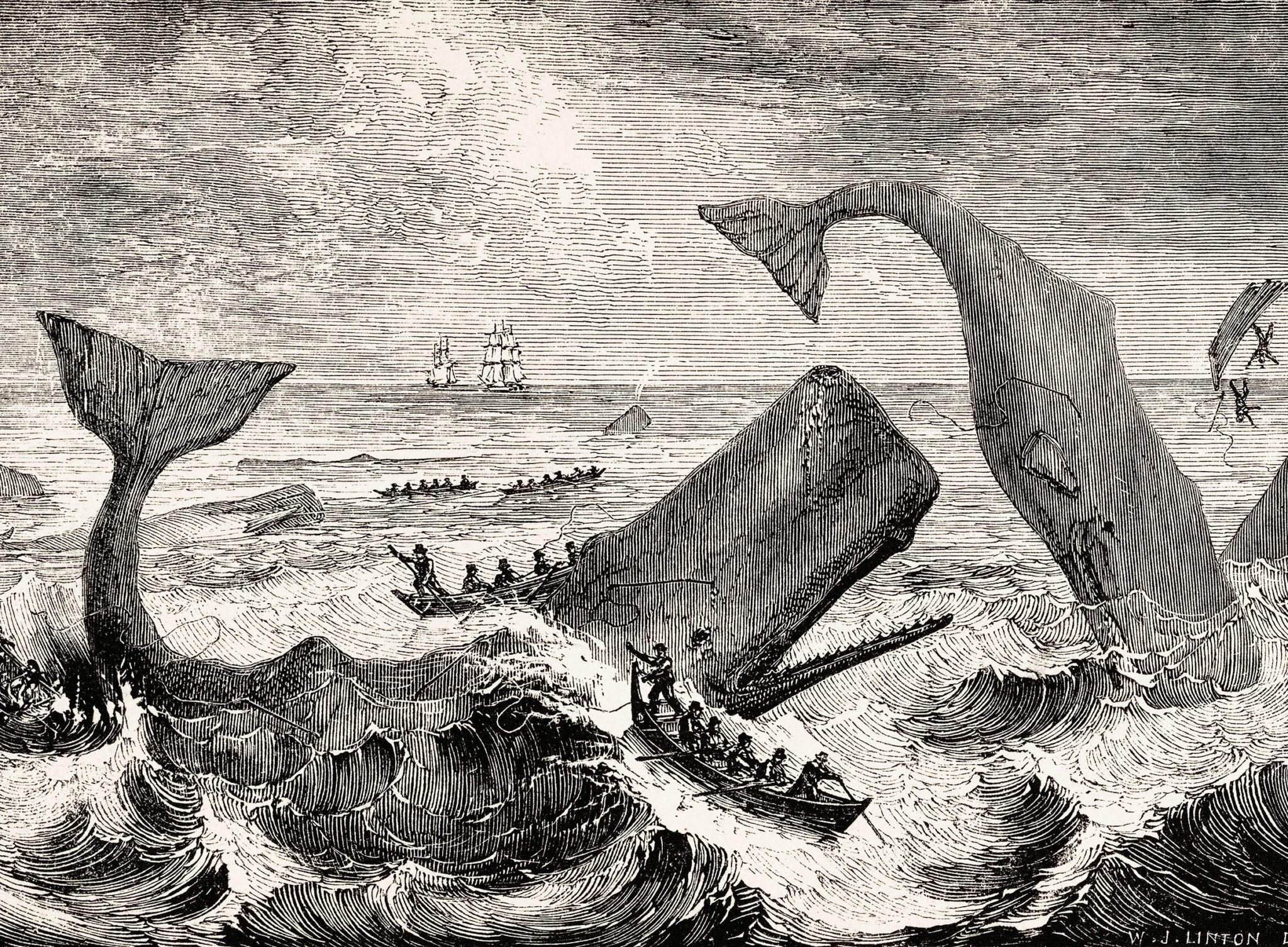 whaling-away-the-poetry-of-science