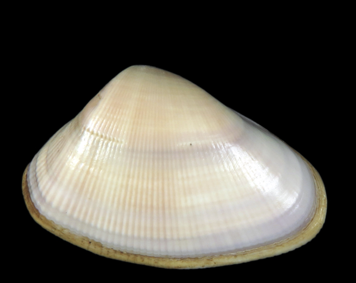 An example of the Donax obesulus surf clam that was used in this study to observe historical ENSOE events.